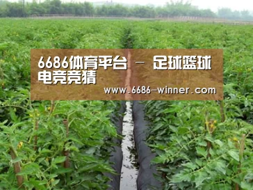 种植基地三