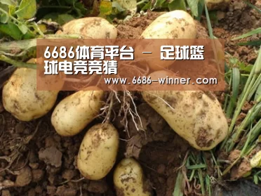 种植基地六