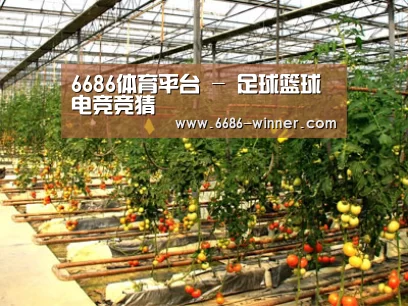 种植基地二